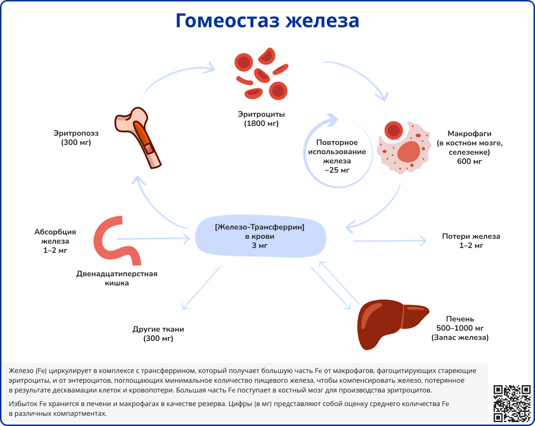 Гомеостаз железа